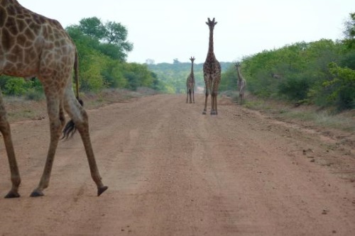 Stevensford Game Reserve ( Stevensford Game Reserve (
